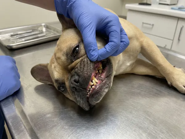 French Bulldog teeth before treatment